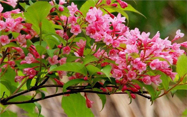 Mùa xuân ở lại 