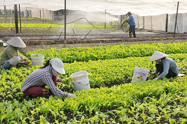 Động lực nào để nông dân tham gia HTX Nông nghiệp