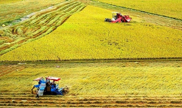 Tăng thu nhập cho nông dân trồng lúa với Đề án 1 triệu hecta chuyên canh lúa chất lượng cao