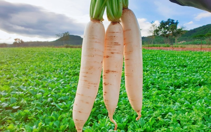 Vua củ cải