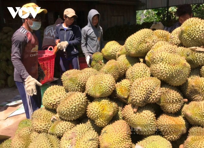 Hoạt động kết nối tìm đầu ra cho nông sản miền núi tỉnh Khánh Hòa