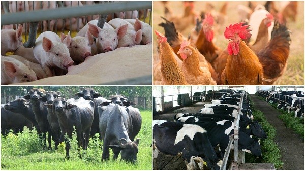 Ngành Chăn nuôi: Cơ hội và thách thức năm 2023