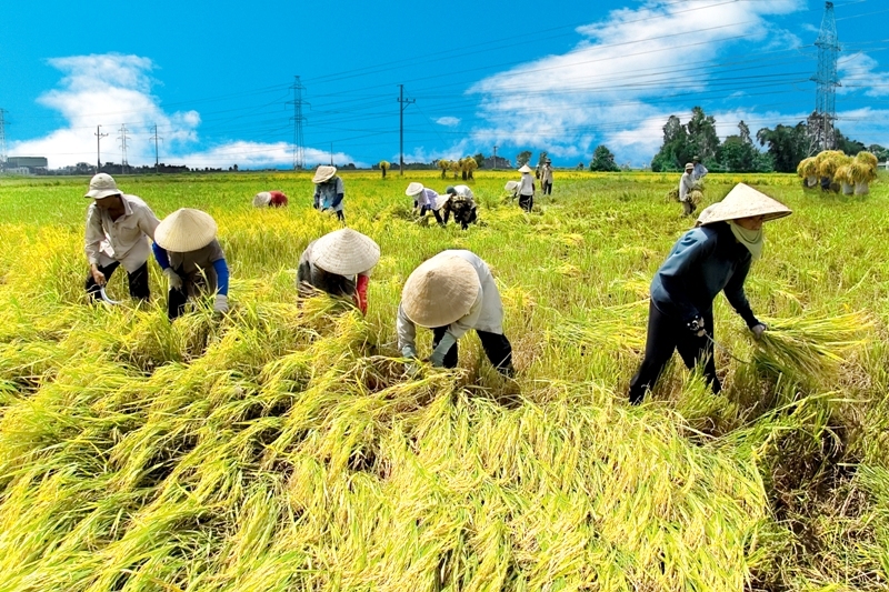 Những vấn đề đặt ra của nông nghiệp, nông dân, nông thôn sau 15 năm thực hiện Nghị quyết 26 