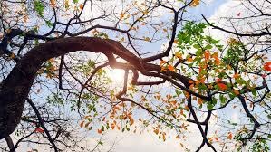 Dự báo thời tiết ngày 11/12: Miền Bắc vẫn chìm sâu trong khối không khí lạnh