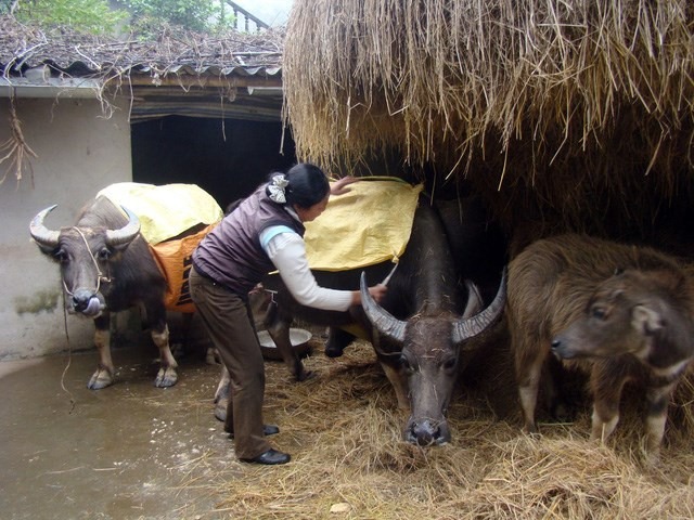 Các địa phương miền Bắc ứng phó với giá rét, bảo vệ đàn gia súc và cây trồng