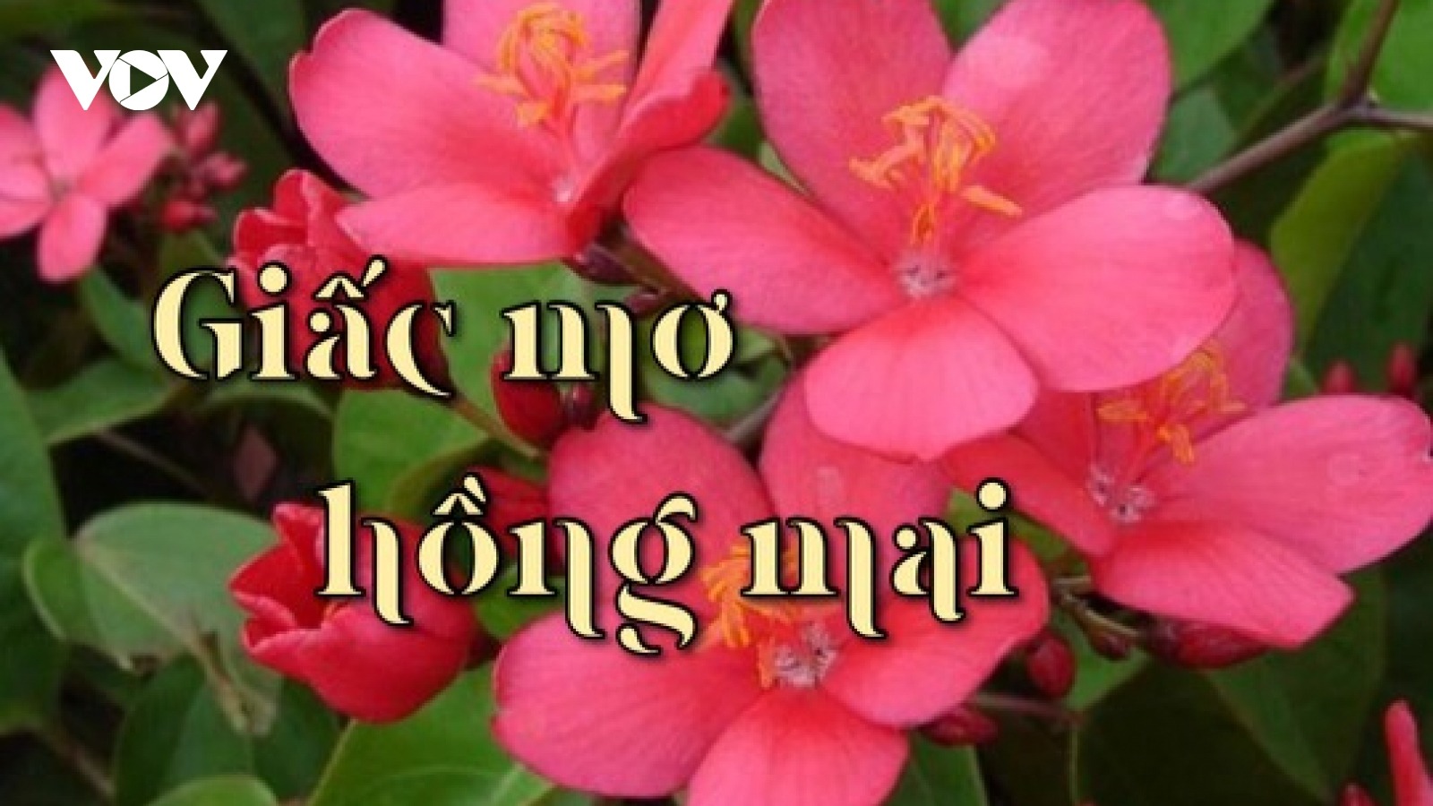 “Giấc Mơ Hồng Mai”: Ước Mơ Về Một Cuộc Sống Tốt Đẹp Hơn