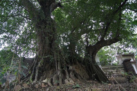 "Thần cây thị": Mãi mãi một tình yêu