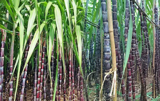 "Hoa mía": Biểu tượng của tình yêu thương