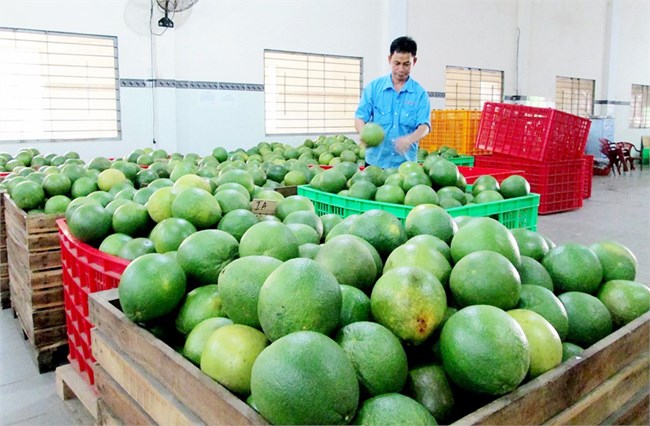 Lễ công bố xuất khẩu lô bưởi đầu tiên của Việt Nam sang Hoa Kỳ diễn ra hôm nay tại tỉnh Bến Tre