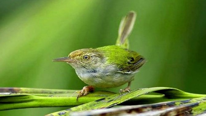 Chim sâu xử án
