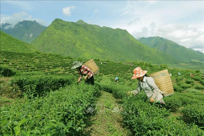 Giải pháp nào để thu hút doanh nghiệp đầu tư trong tiêu thụ hàng hoá khu vực miền núi vùng sâu vùng xa và hải đảo