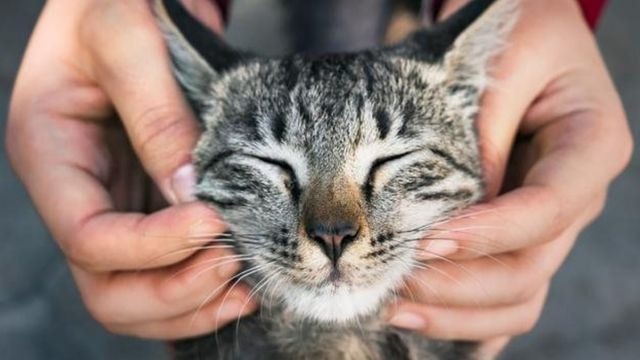 Các bệnh lý có nguy cơ lây nhiễm từ chó mèo