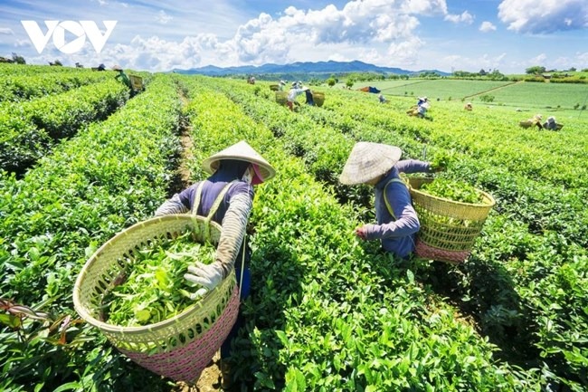Phát triển thương mại miền núi, hải đảo: Hướng tới thu hẹp khoảng cách giữa các vùng miền 