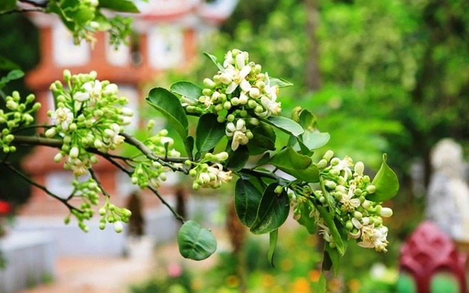 Dự báo thời tiết ngày 12/3: Không khí lạnh tràn về, Bắc Bộ đề phòng mưa đá và gió giật mạnh