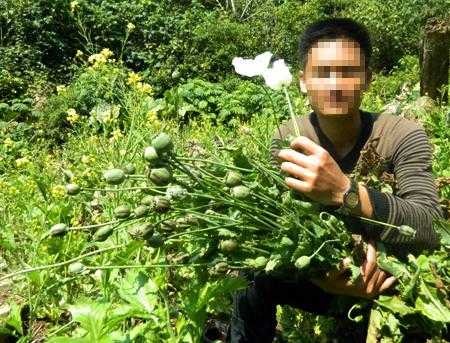 Trồng cây thuốc phiện có phải ngồi tù?