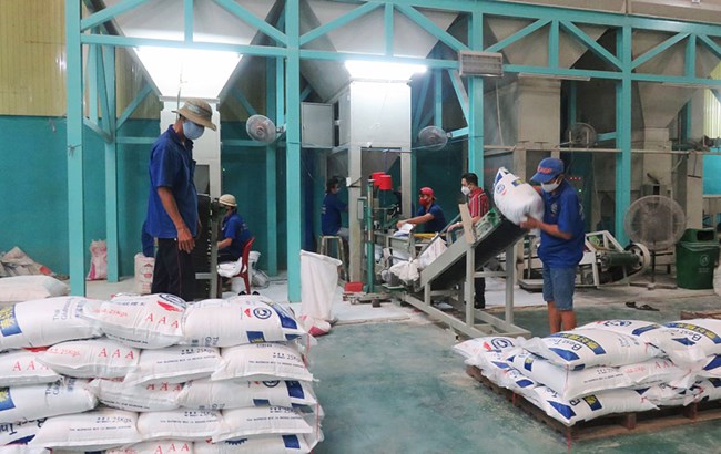 Gạo Việt Nam tăng tốc xuất khẩu sang các nước ASEAN