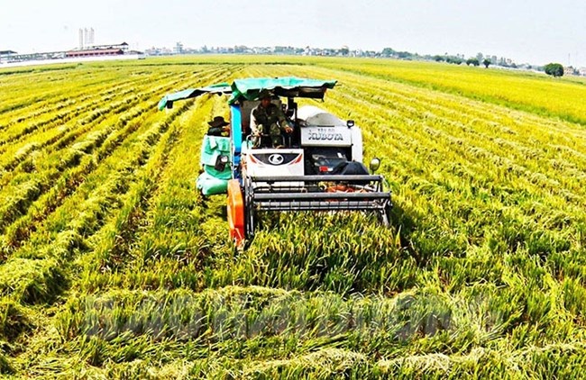 Sản lượng lúa cả nước năm 2021 đạt gần 44 triệu tấn, tăng hơn 1 triệu tấn so với năm 2020