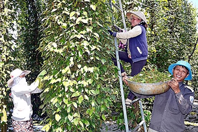 Xuất khẩu hồ tiêu của Việt Nam trong tháng 2 đạt 28.000 tấn, tăng 120% về lượng và tăng gần gấp đôi về giá trị so với tháng 1